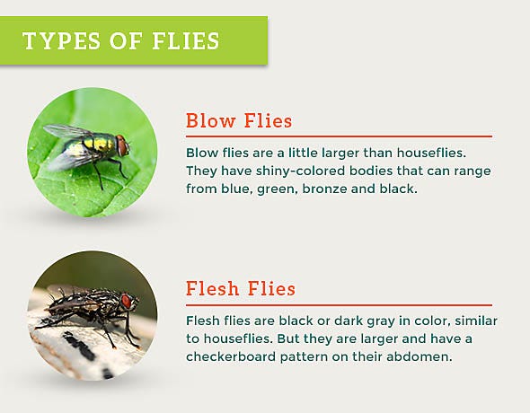 Effective Ways to Get Rid of Cat Fleas in 2025: Discover Proven Strategies