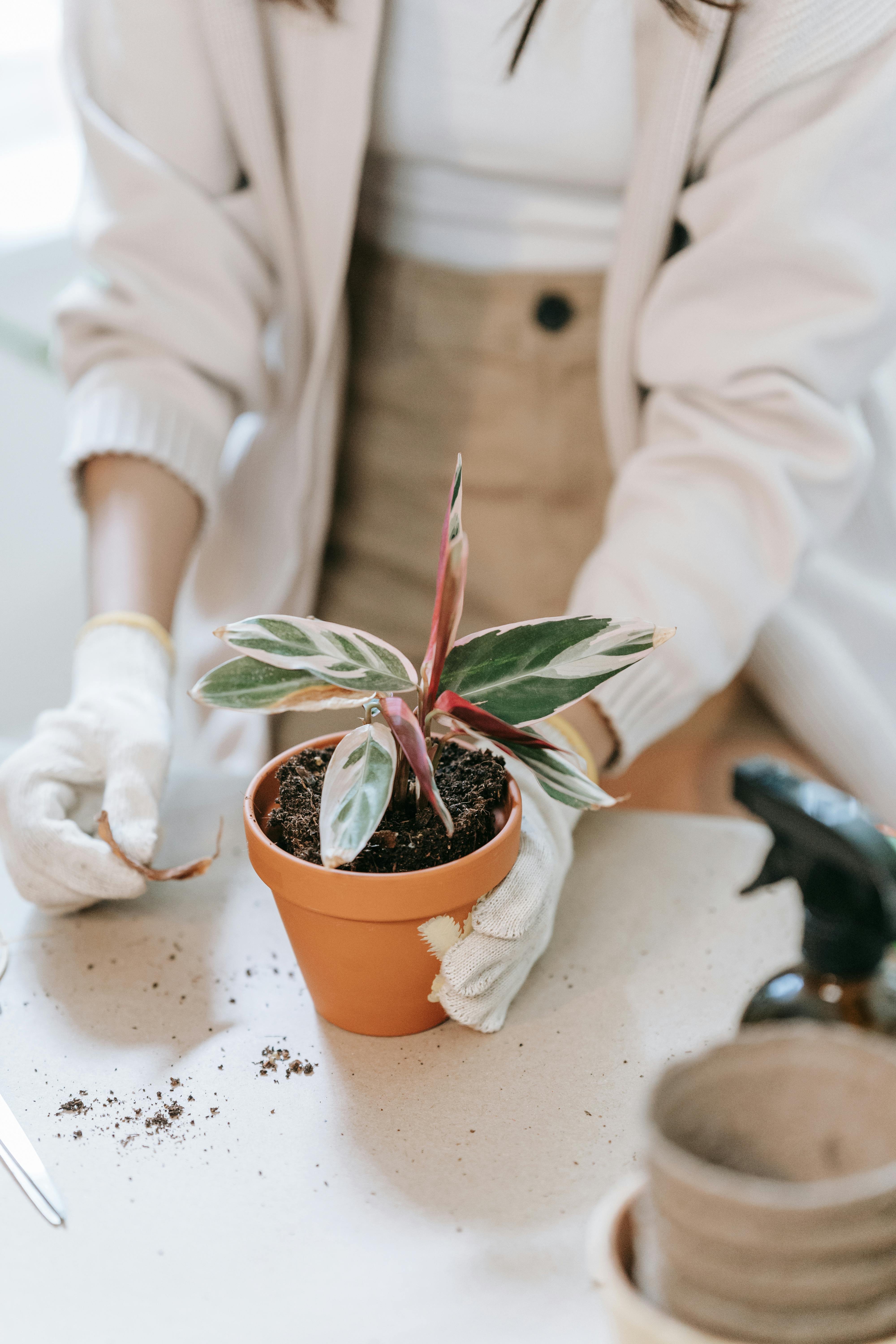 Starting a Cleaning Business