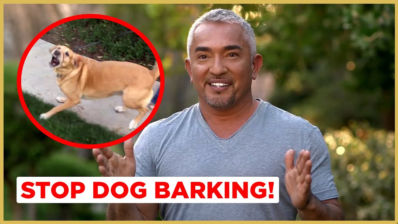 Dog barking solutions