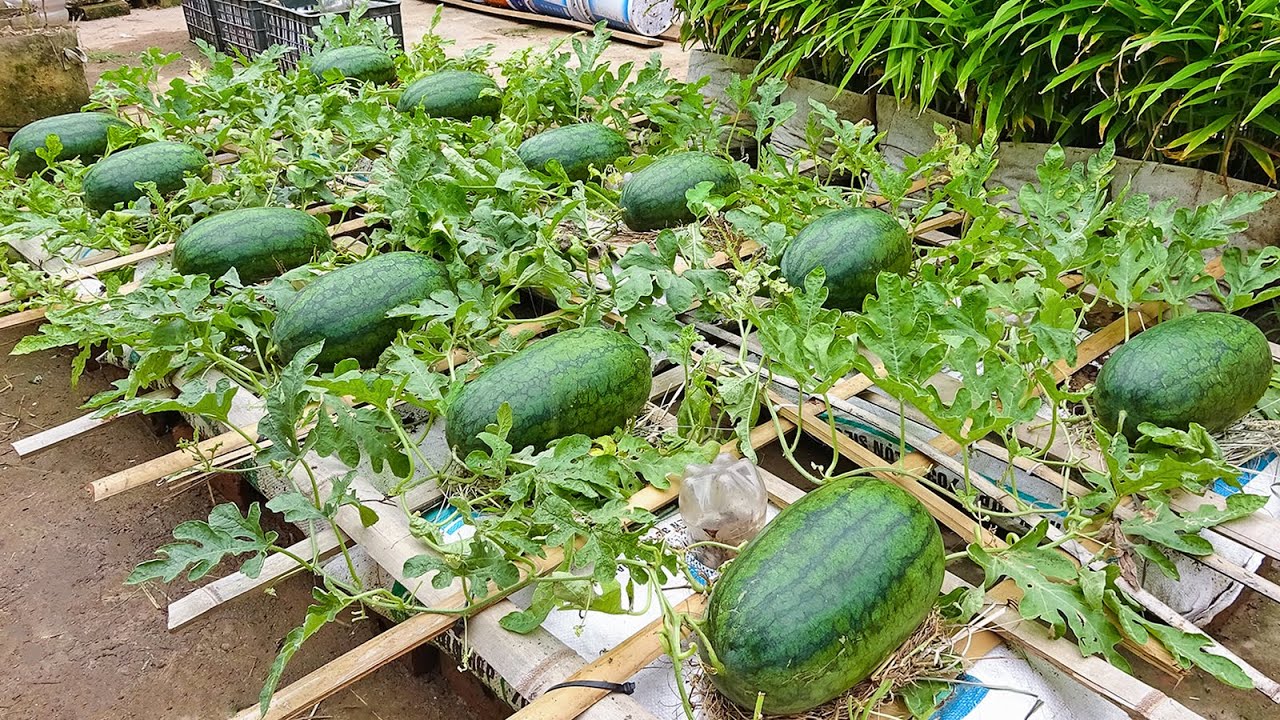 How to Grow Watermelon