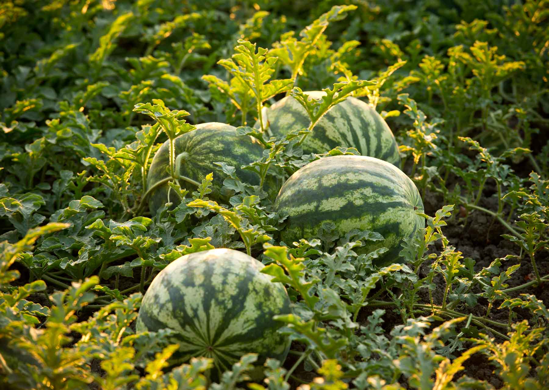 Delicious Watermelon Harvest