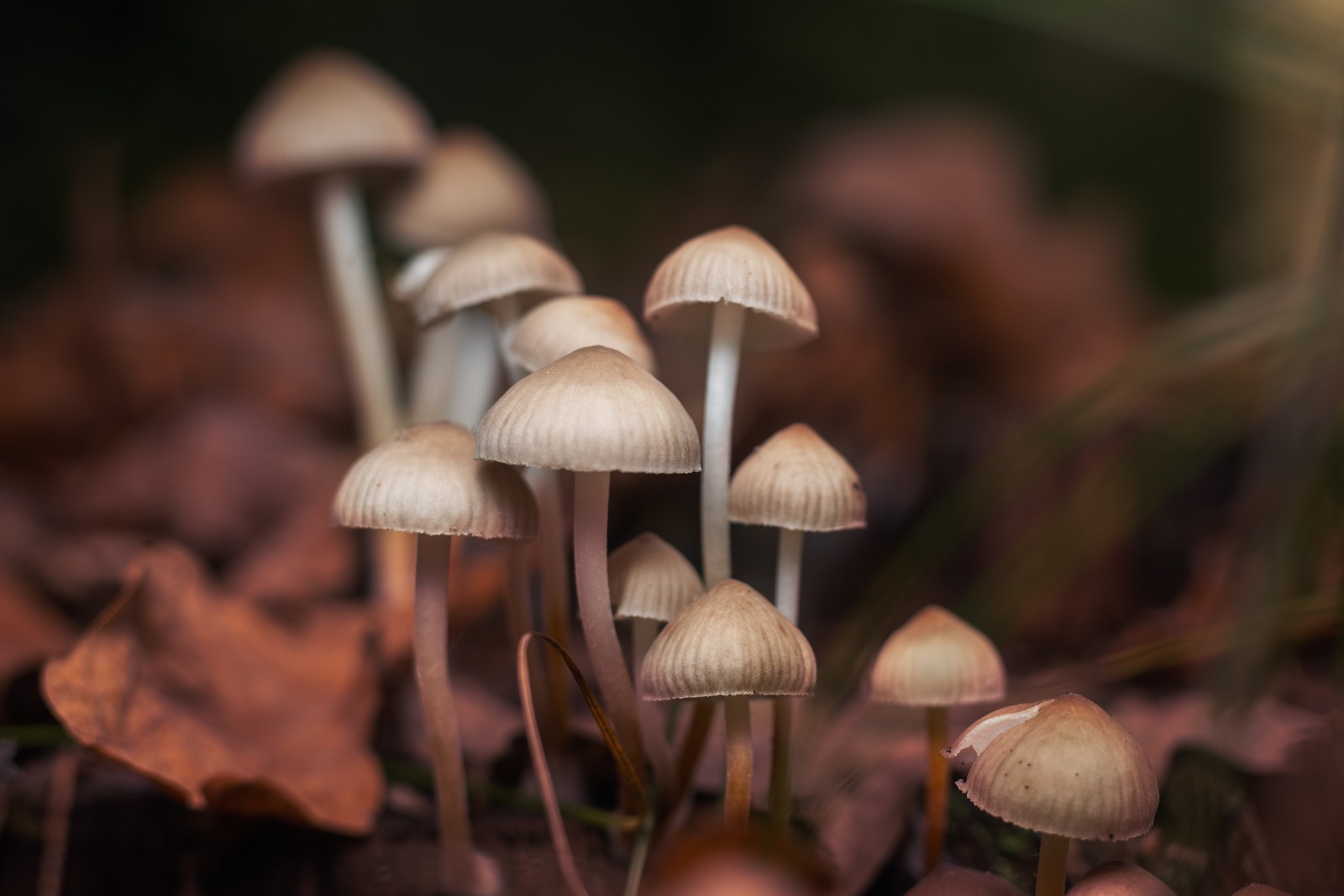 How to grow magic mushrooms