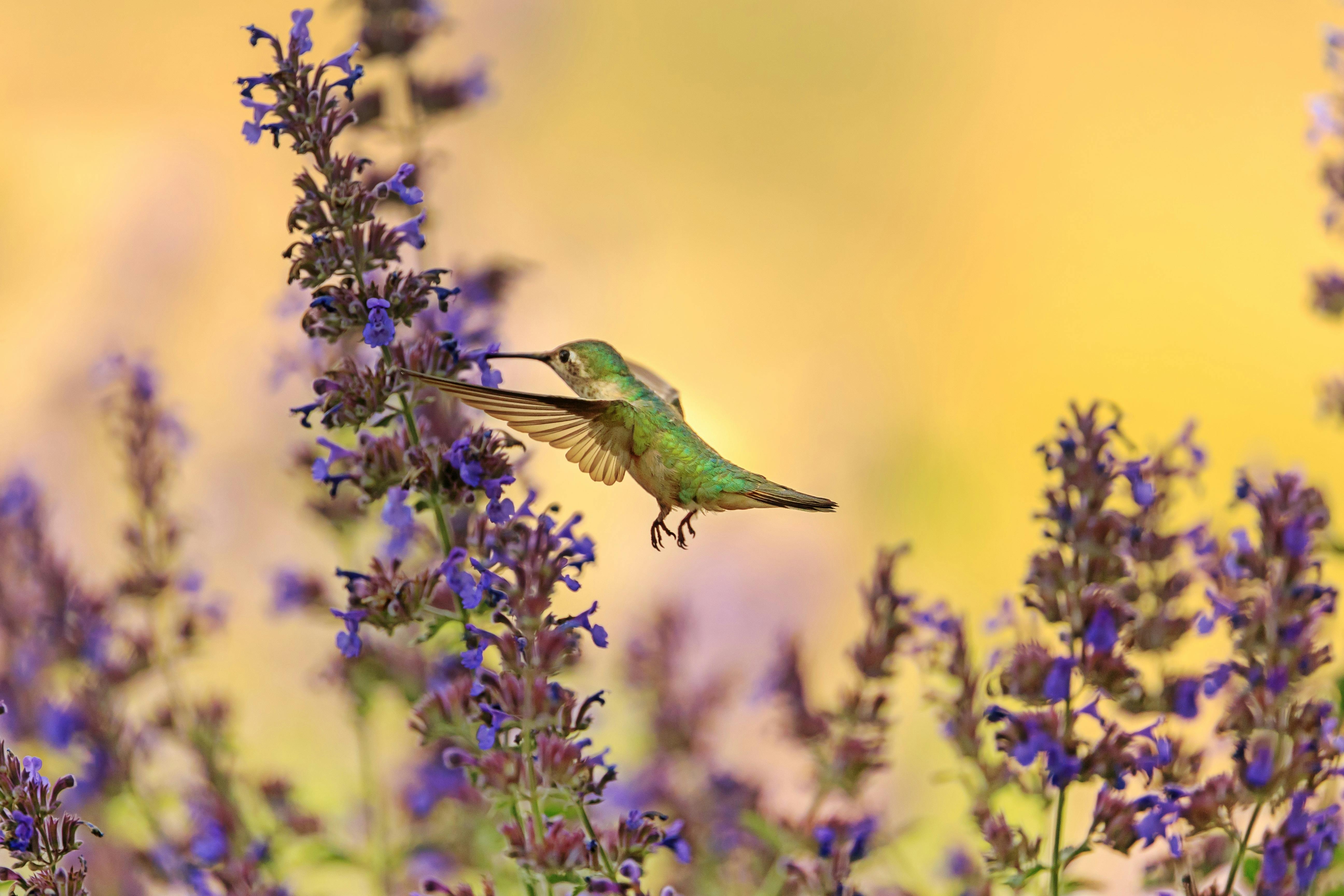 How to Make Hummingbird Nectar