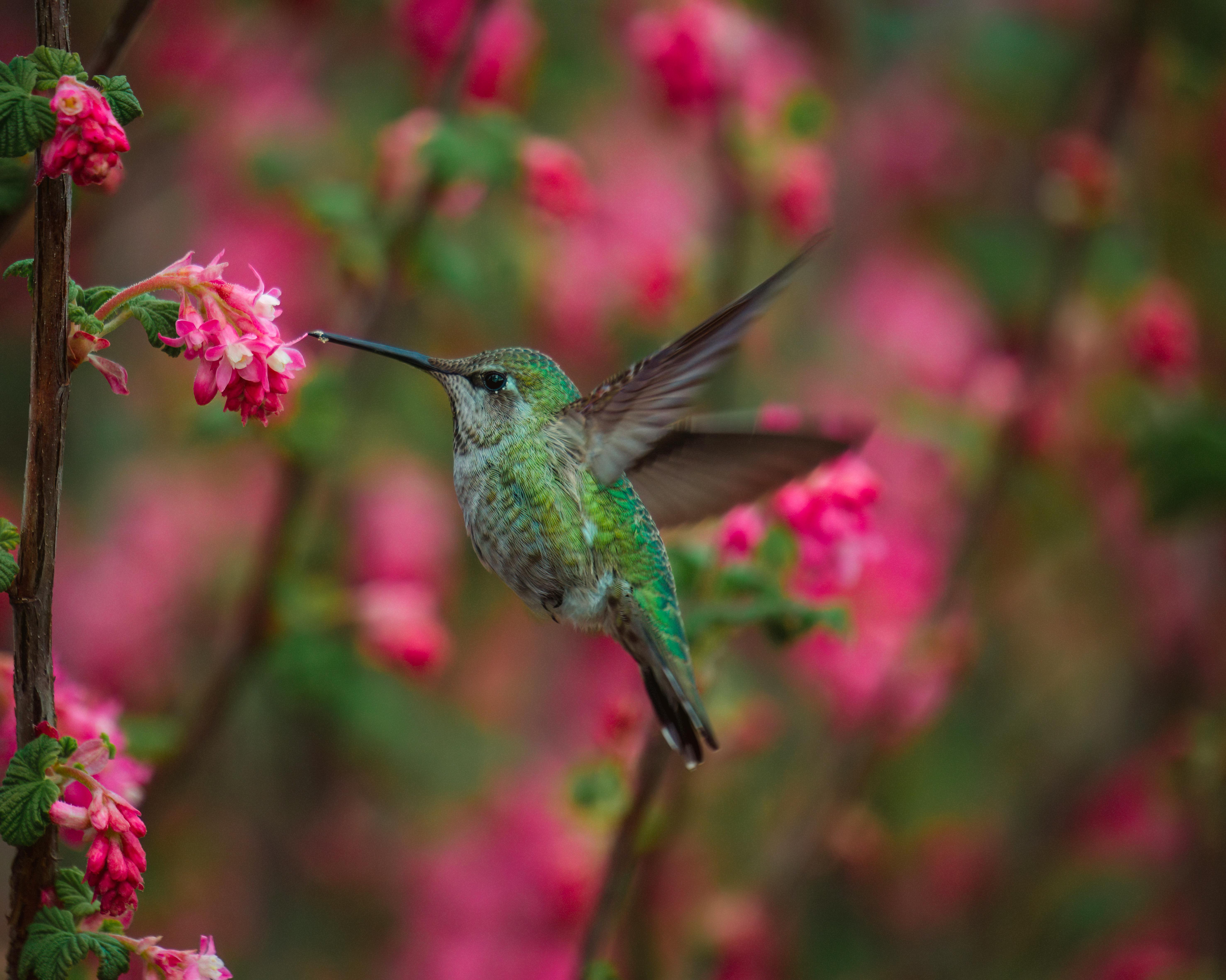 Hummingbird Feeding Tips