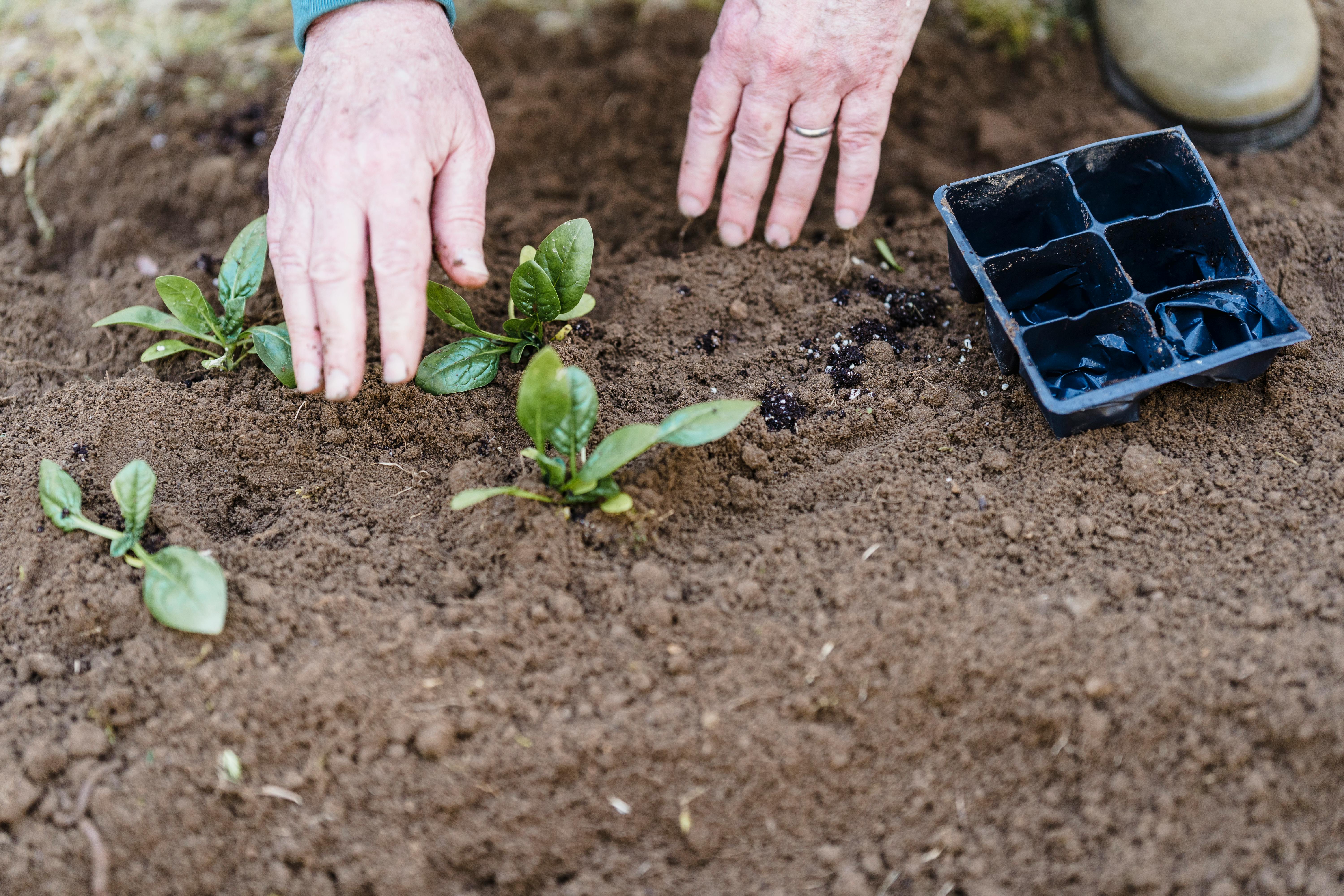 Growing Brussels Sprouts