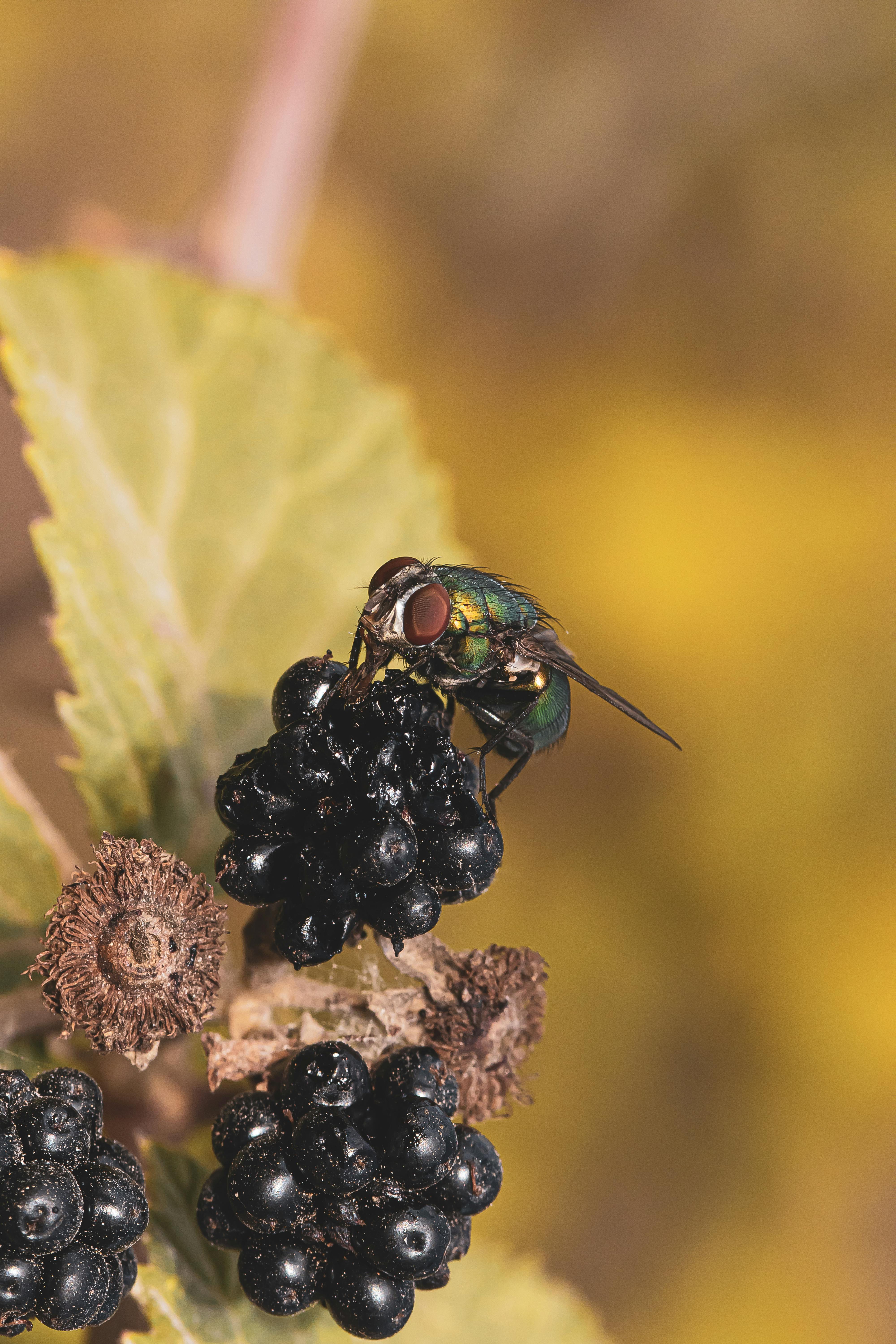 How to Get Rid of Fruit Flies